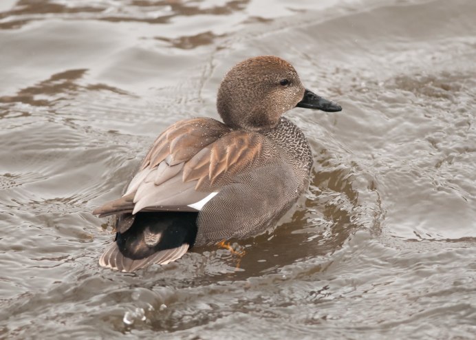 Утка кряква серая