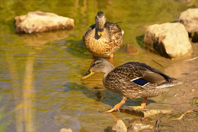 Серая утка пара