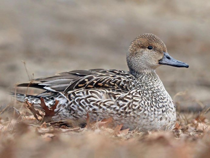 Астраханский заповедник птица кряква