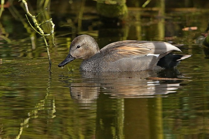 Дикие утки дальнего Востока