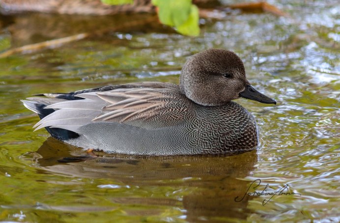 Утка кряква серая