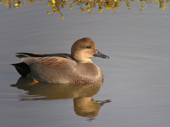 Серая утка самка