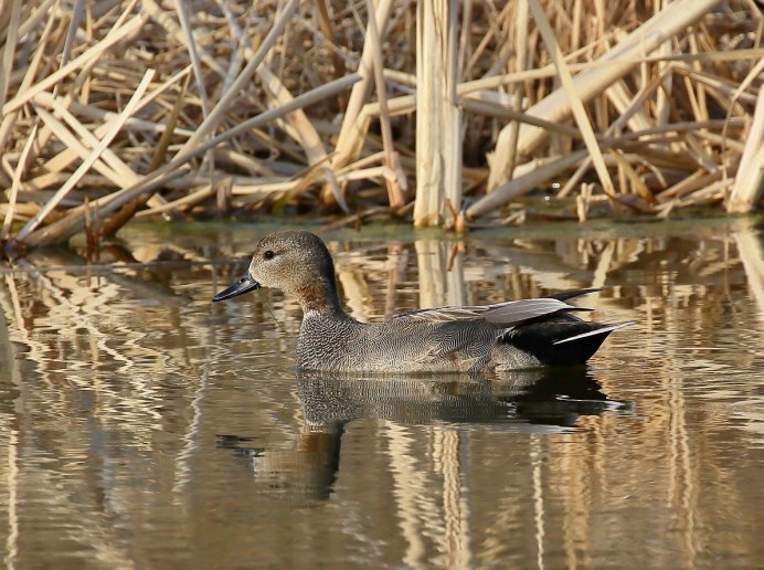 Кряква красногрудая