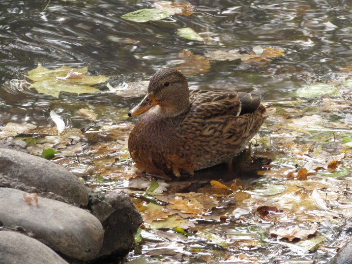 Серая птица у воды