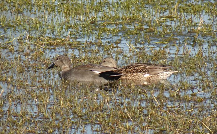 Утка серая кряква самец