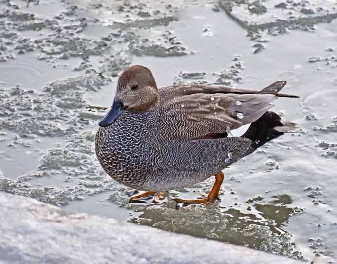 Линяющие утки