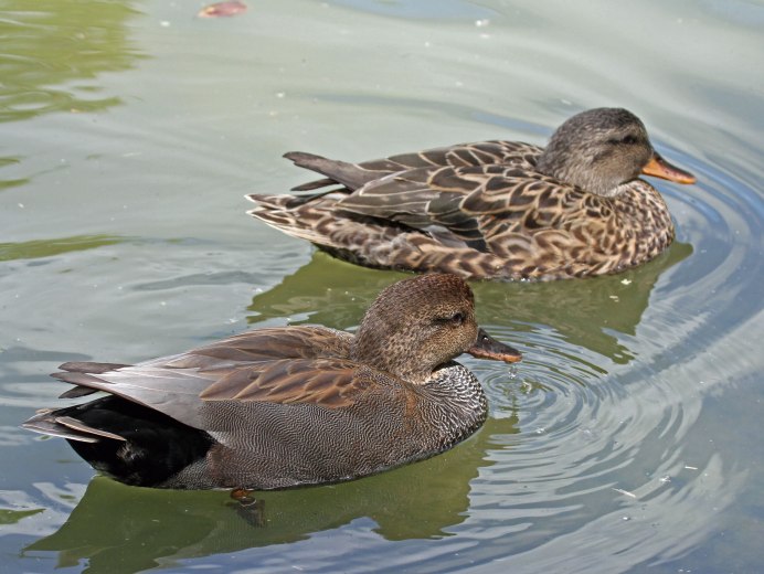 Молодой селезень