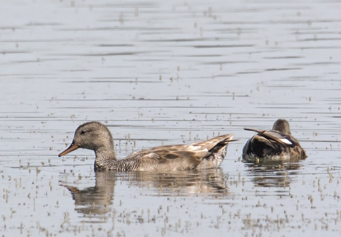 Серая уточка
