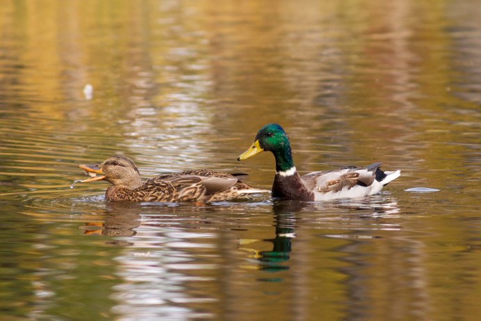Серая утка с белой головой