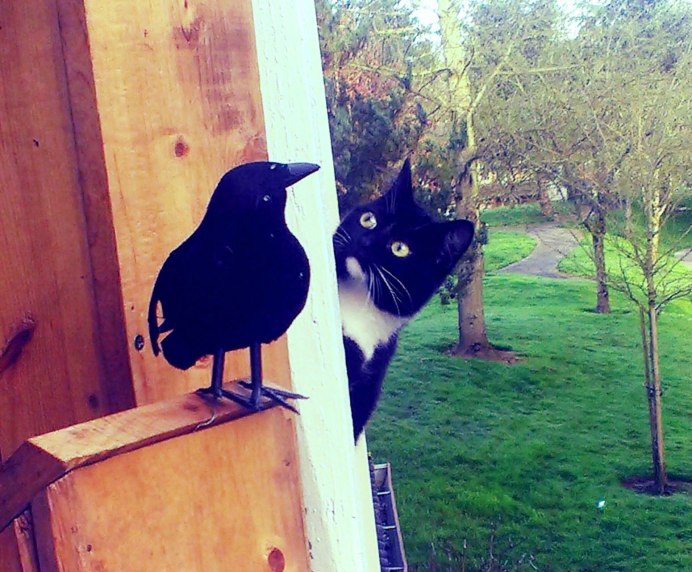Дружба вороны и котенка