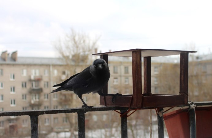 Птица Галка на кормушке
