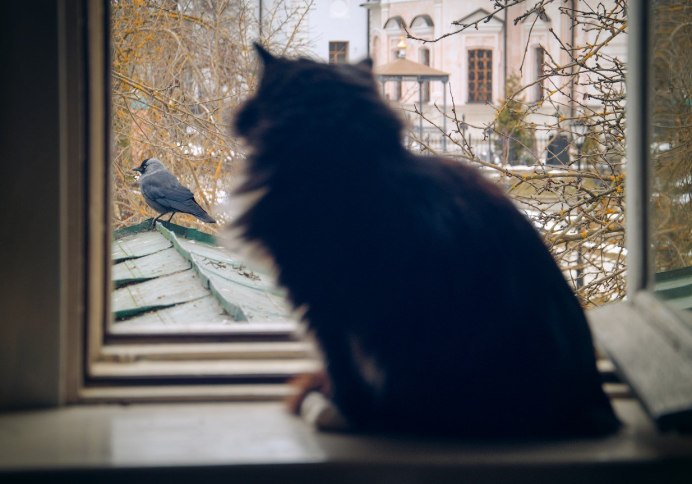 Кот и птицы за окном