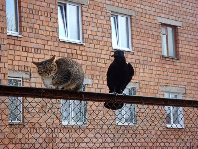 Вороны из окна