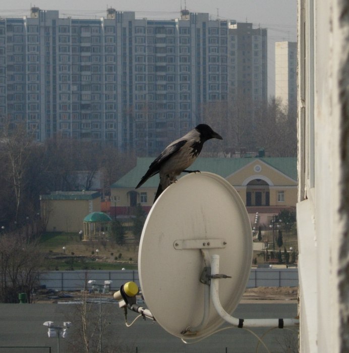 Серая ворона на балконе