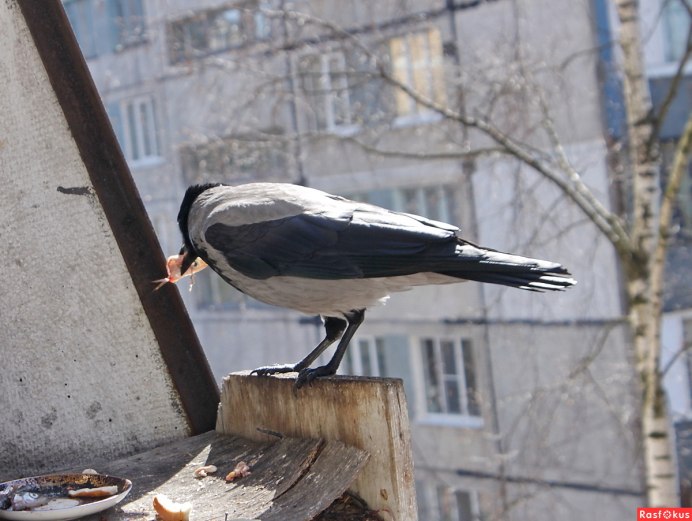 Ворона села на балкон