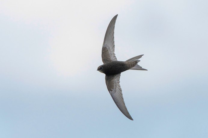 Птицы в зимнем лесу летают