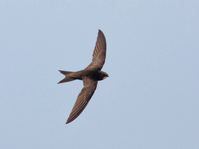 Стриж дымчатый иглохвост