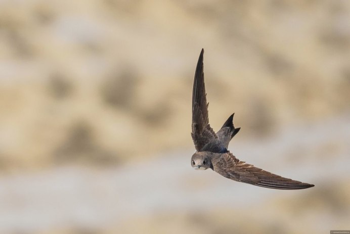 Птица в зимнем небе