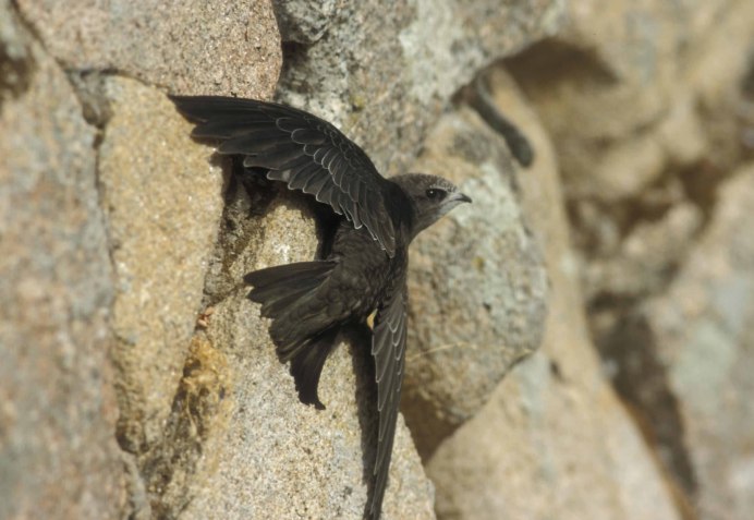 Береговушка — riparia riparia