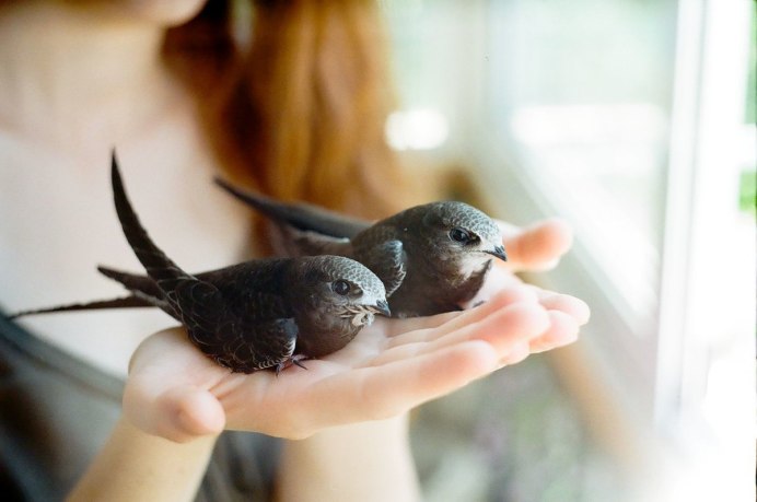 Иглохвостый Стриж разноцветный