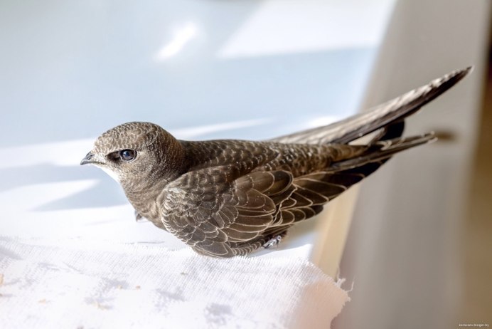 Стая ласточек