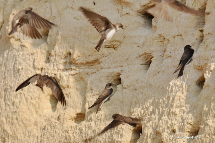 Деревенская Ласточка (Ласточка-Касатка)