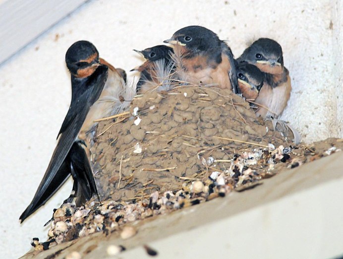 APUS affinis — малый Стриж