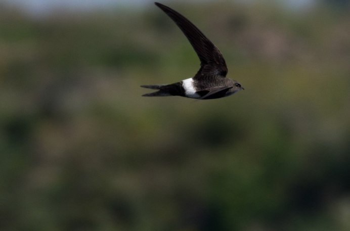 Стрижи Саланганы