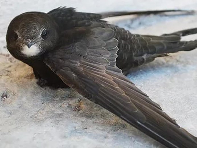 Стрижи а Забайкалье