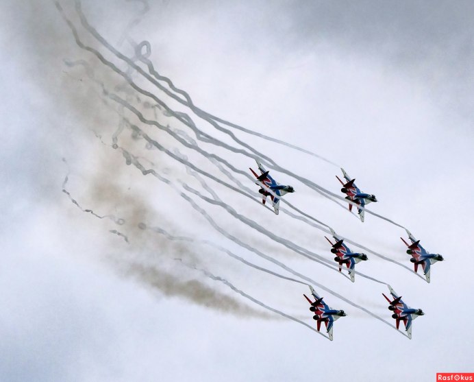 Черный Стриж – APUS APUS