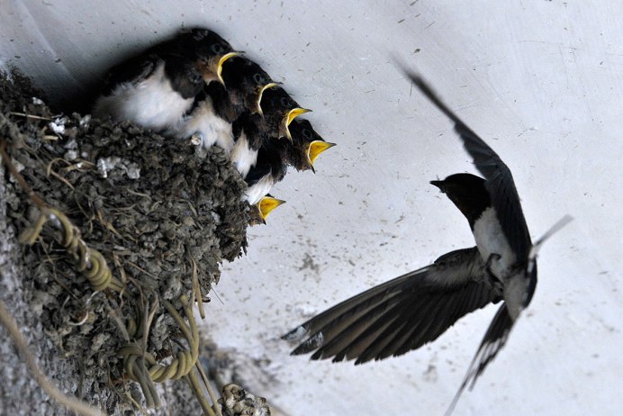 Су 27 Стрижи