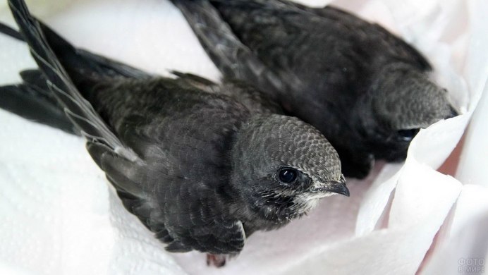 Чёрный Стриж