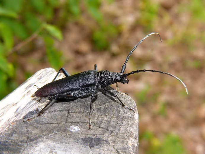 Жук усач Monochamus