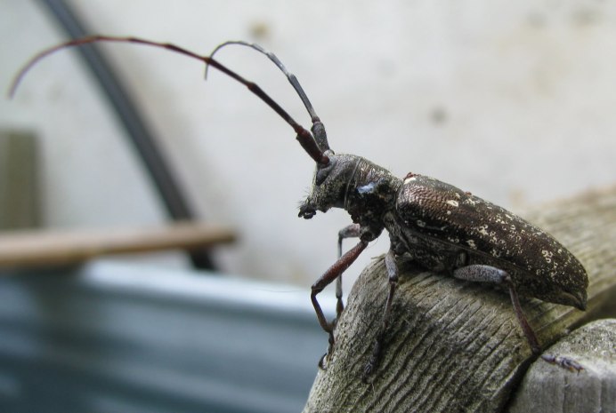 Monochamus galloprovincialis