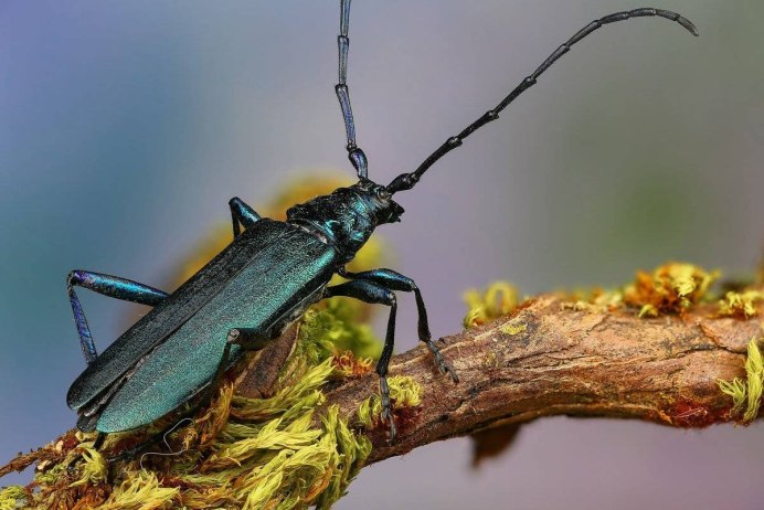 Жук усач Monochamus