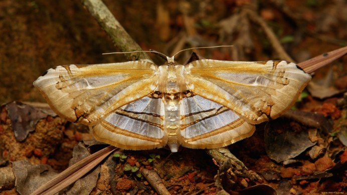 Citheronia phoronea