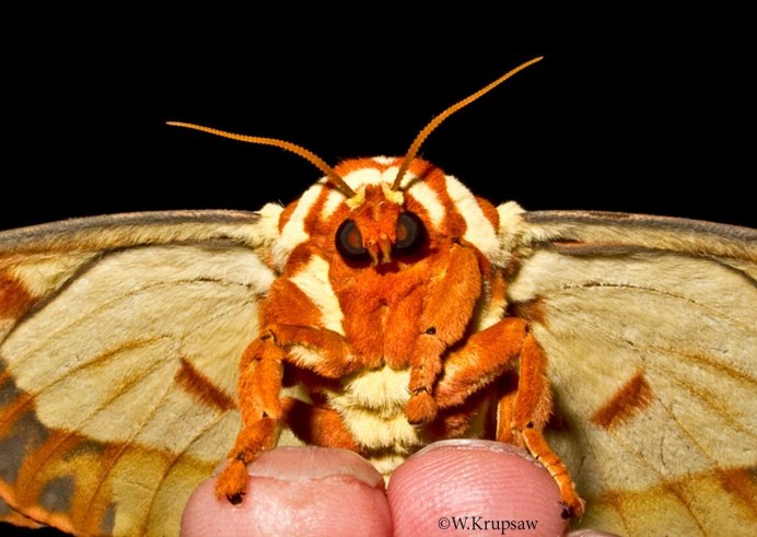 Королевская Ореховая моль (Citheronia regalis)