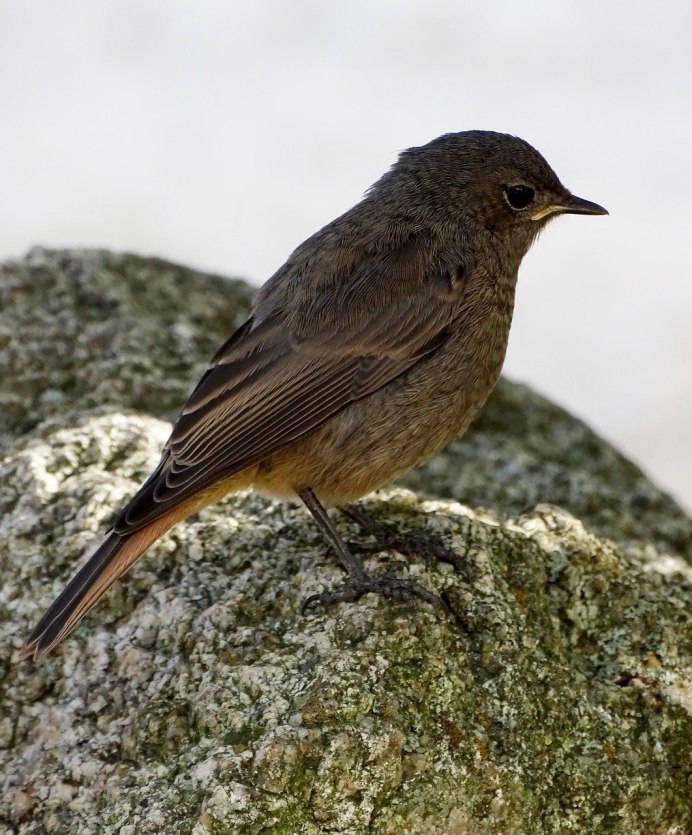 Птичка с белой грудкой