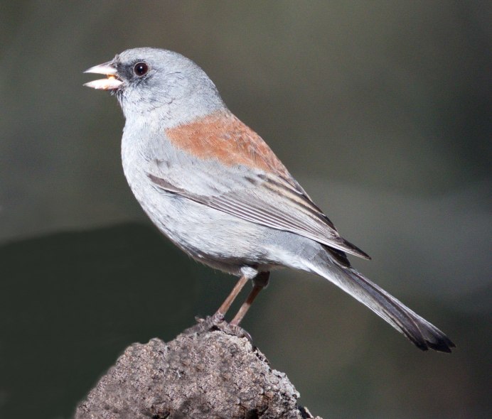 Зяблик (fringílla COÉLEBS)