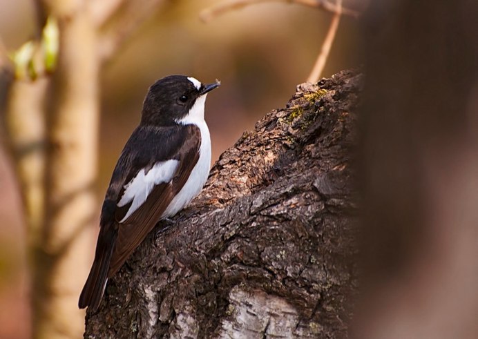 Мухоловка пеструшка самка
