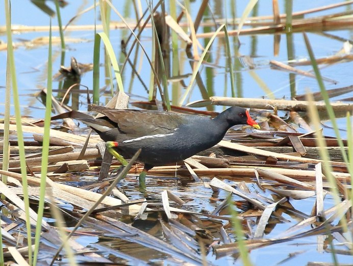 Камышница Gallinula chloropus (Linnaeus, 1758)