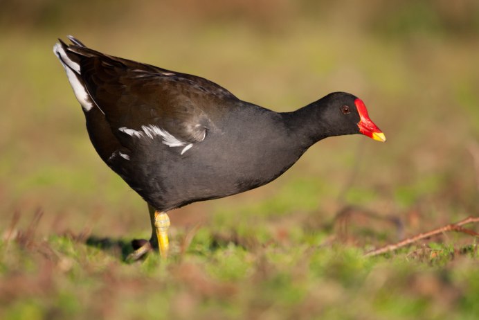 Камышница (Moorhen)