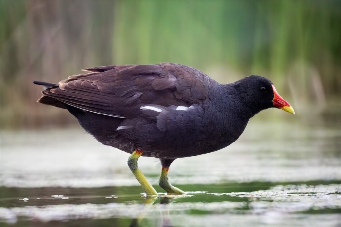 Лысуха (Fulica atra)