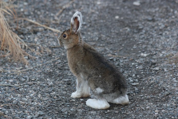 Заяц Беляк в тундре