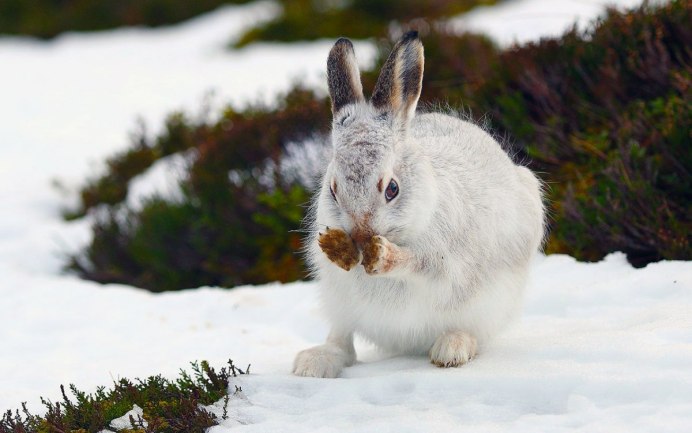 Арктический заяц Беляк