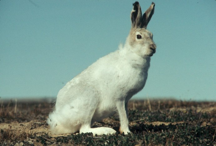 Заяц Беляк в тундре