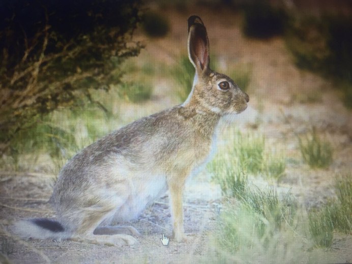 Заяц Беляк в тундре
