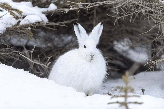 Заяц Беляк в тундре