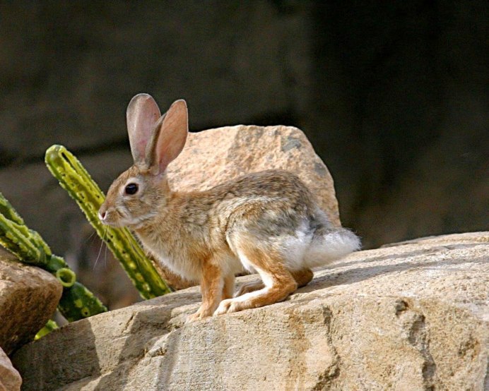 Арктический Беляк в Арктике