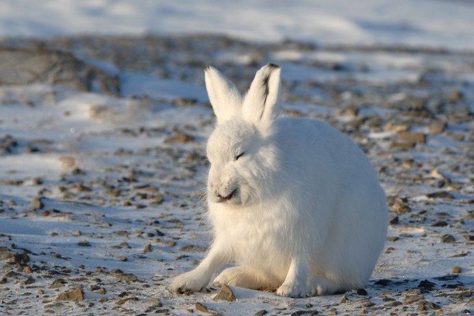 Баргузинский заповедник заяц Беляк